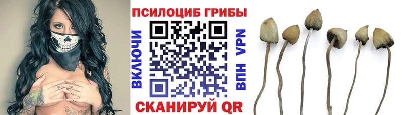 Галлюциногенные грибы мицелий  Купить где  Лысково 